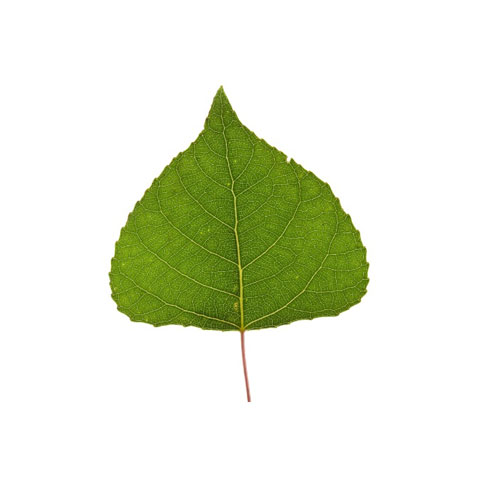 poplar tree leaf buy standing poplar trees in michigan timber 