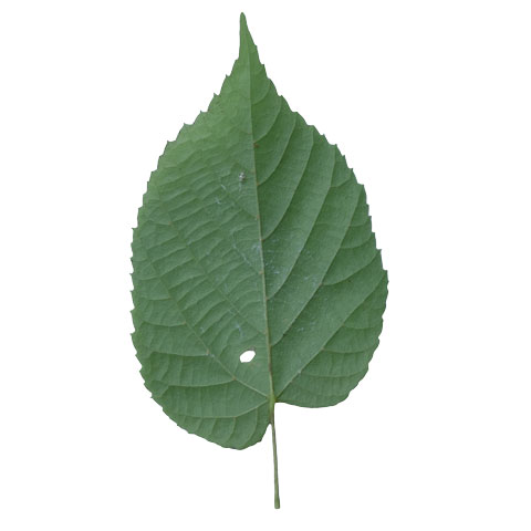 basswood leaf buyers of standing  timber buy basswood trees michigan